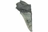 Partial, Fossil Megalodon Tooth - South Carolina #235935-1